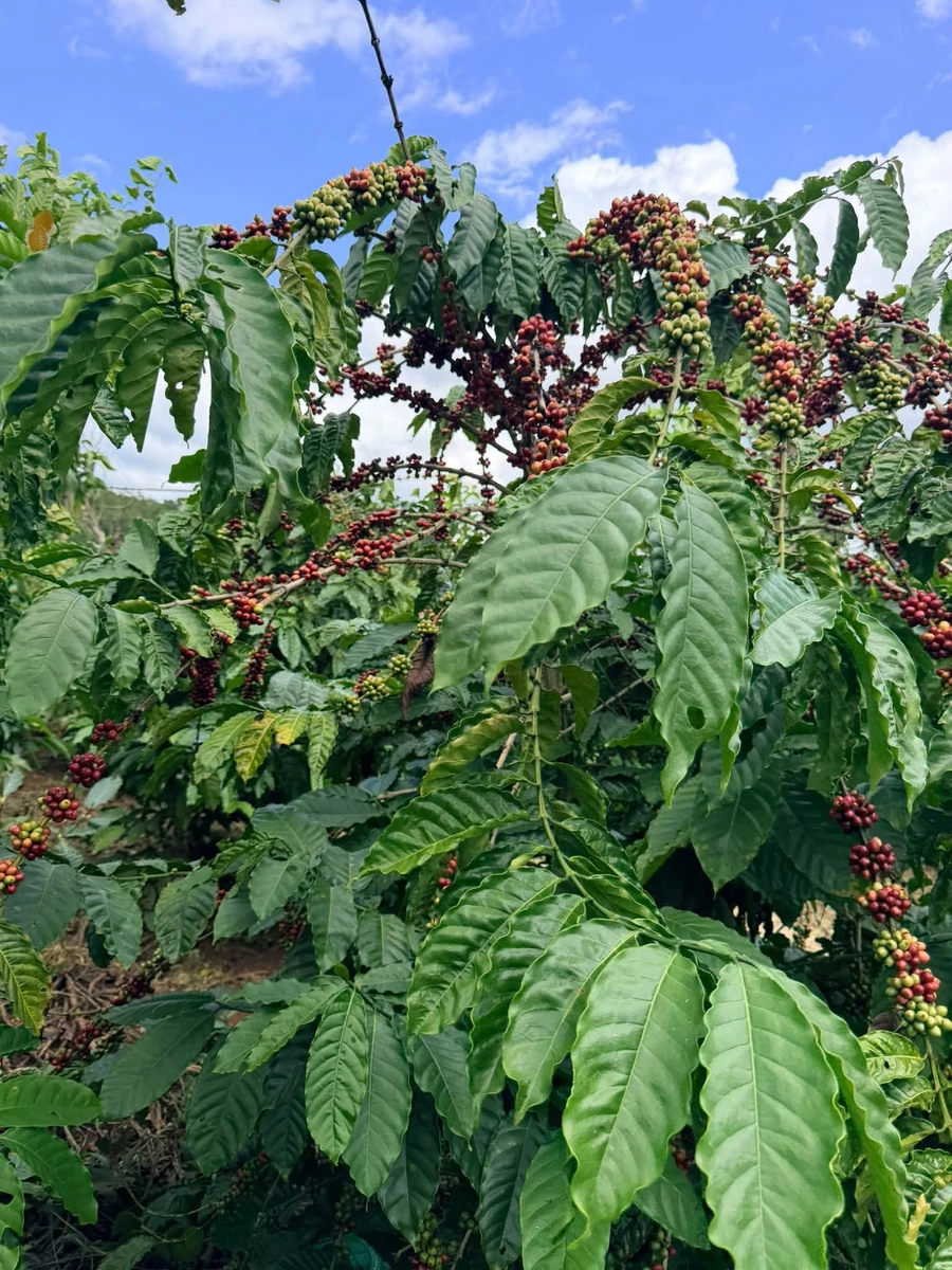 Bán lô rẫy 3 nguồn thu 1,2 ha Xã Iakô, Gia Lai - Ảnh thu nhỏ 4