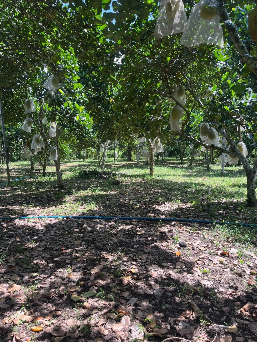 Bán lô đất Bảo Vinh 500m2, mặt tiền 13m, 580 triệu - Ảnh thu nhỏ 4