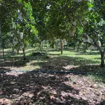 Bán lô đất Bảo Vinh 500m2, mặt tiền 13m, 580 triệu - Ảnh thu nhỏ 4