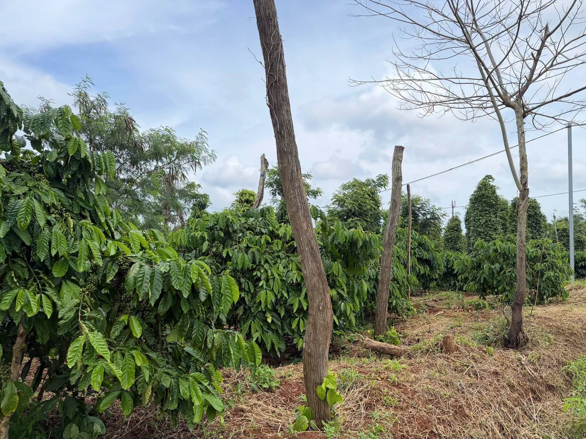 Bán đất rẫy Lâm Đồng 11000 m² giá 1,85 tỷ - Ảnh 1
