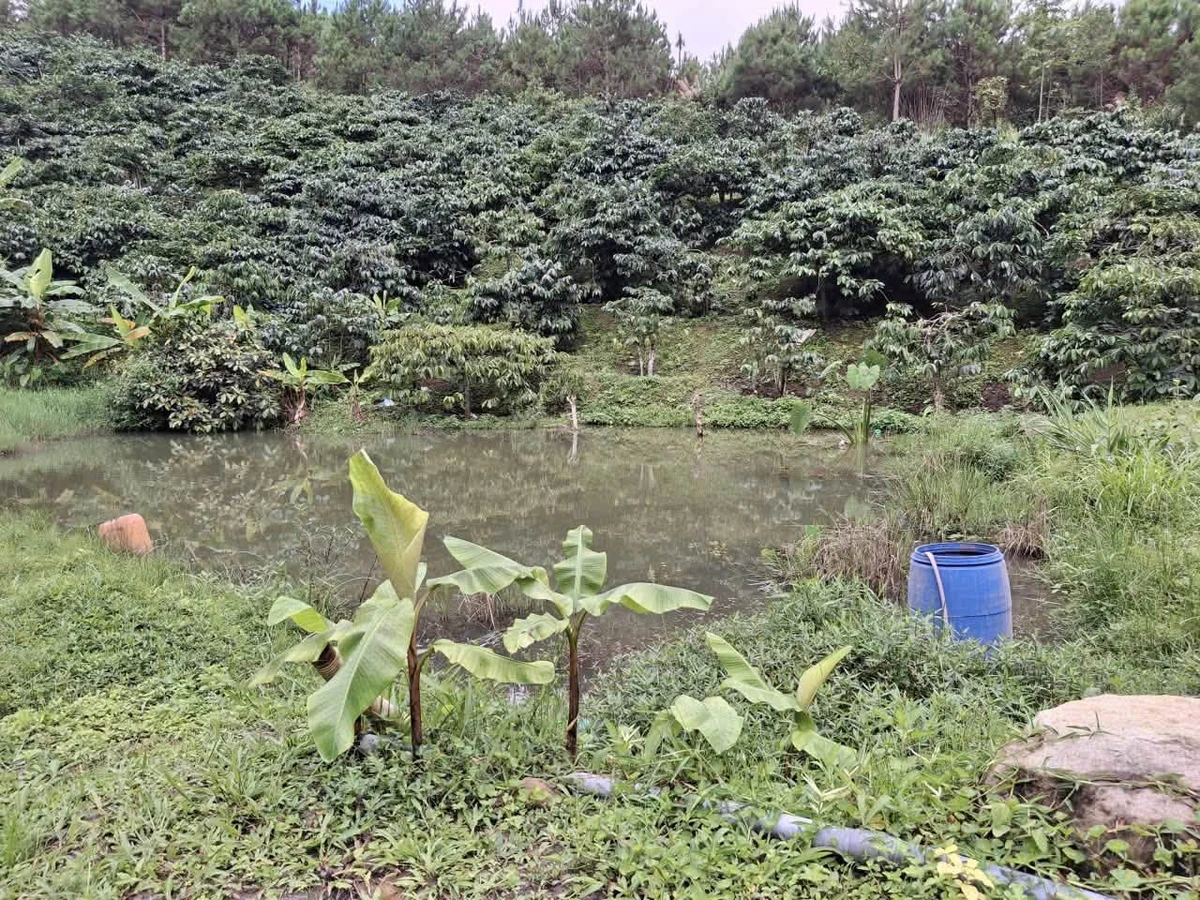 Bán 1,6ha đất trồng cà phê tại Di Linh, Lâm Đồng, giá 2,5 tỷ - Ảnh thu nhỏ 5