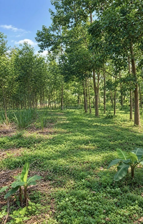 191.8m2 đất Bình Điền, cạnh bên Lake Ho, gần Ami Garden - Ảnh thu nhỏ 2