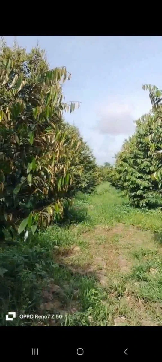 Bán đất 1 công Tân Phú Châu Thành Đồng Tháp 400 triệu - Ảnh thu nhỏ 2