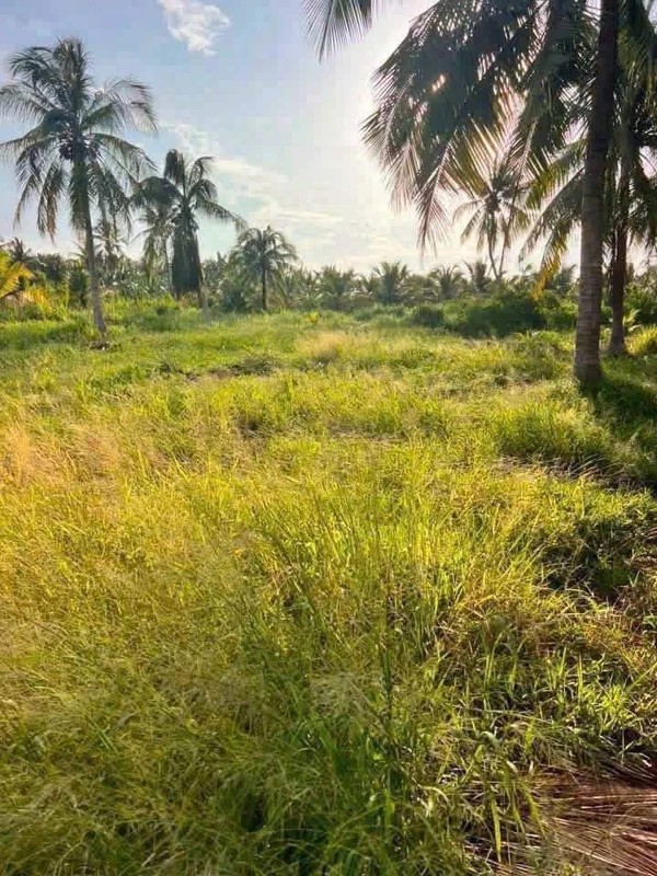 Bán đất 500m2 ngang 13,5m đường đan 4m giá 350 triệu tại Châu Hưng, Vĩnh Long