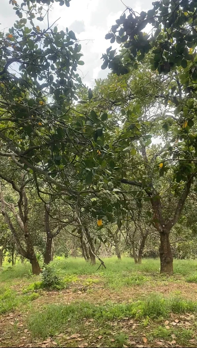 Bán 3,1 ha đất vườn điều tại Phú Trung, Bình Phước giá 3 tỷ 6 - Ảnh thu nhỏ 2