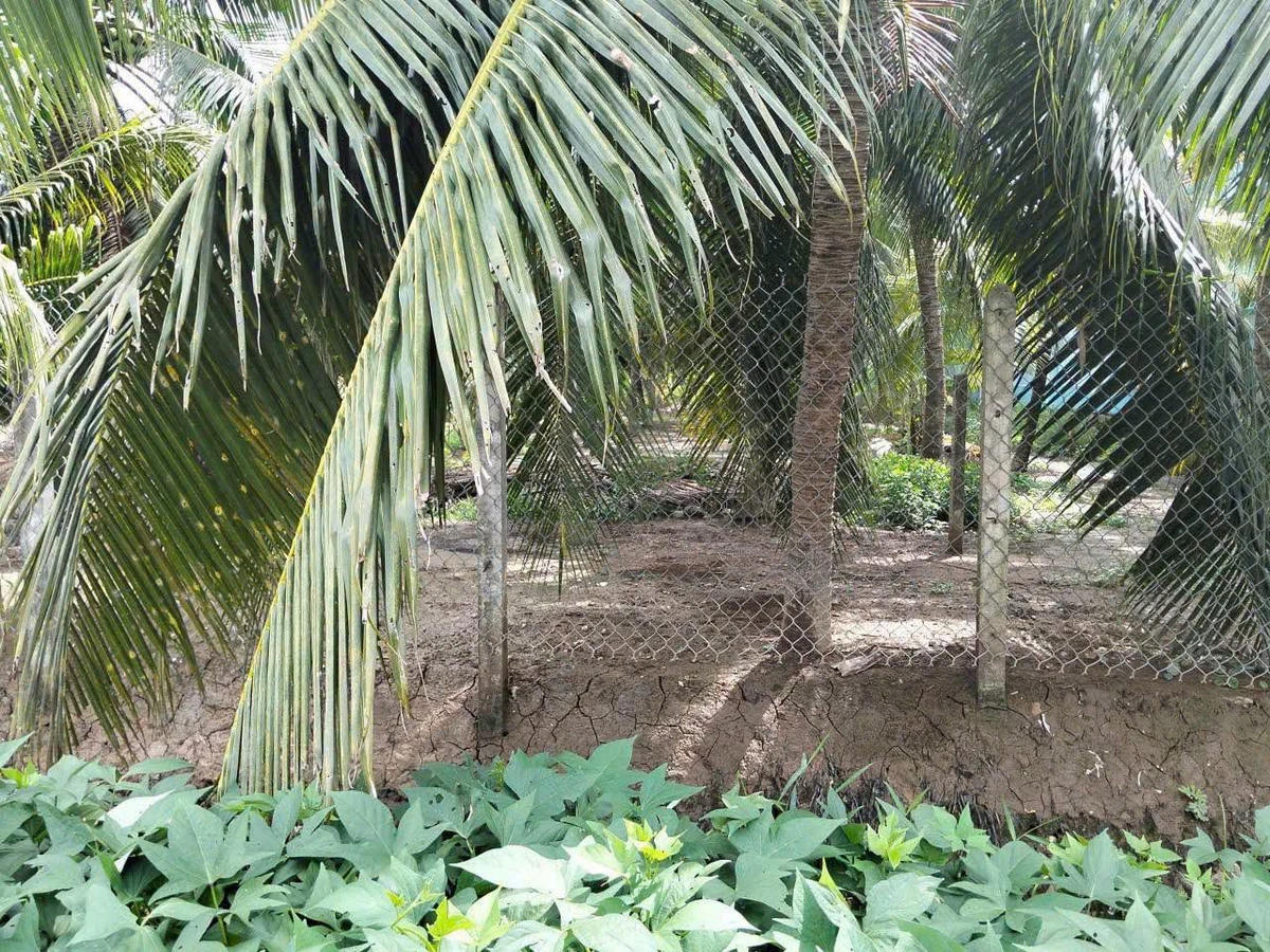 Bán nền 300m² gần chợ An Phước 950 triệu - Ảnh thu nhỏ 3