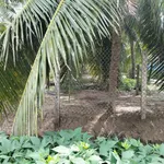 Bán nền 300m² gần chợ An Phước 950 triệu - Ảnh thu nhỏ 3