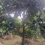 Bán 9 hecta đất trồng mít và cao su tại Đồng Nai - Ảnh thu nhỏ 3