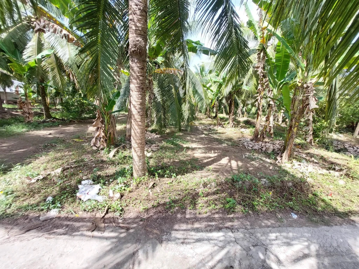 Bán 1000m2 đất xã Phú Nhuận Bến Tre - Ảnh thu nhỏ 2
