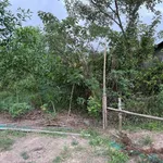 Bán lô đất cây lâu năm 224m2 tại phường Phong Điền, Huế, giá 39 triệu - Ảnh thu nhỏ 2