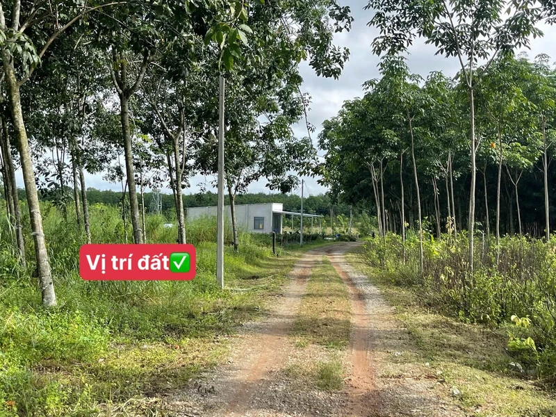 Bán đất nền 100m² Chơn Thành Đồng Nai 650 triệu