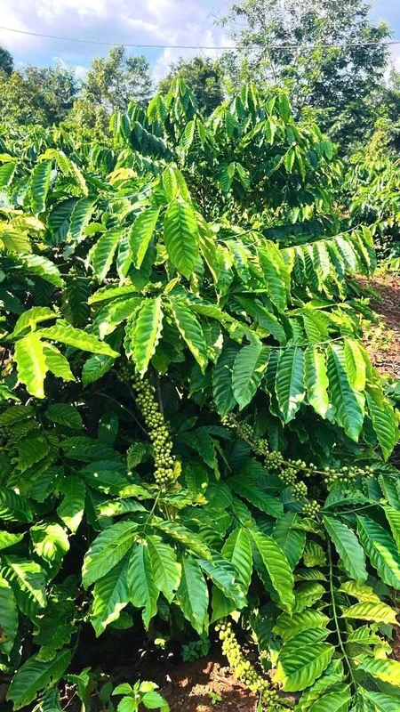 Bán 4.200m2 đất nông nghiệp có vườn cà phê tại Phường Tân Lập, Đắk Lắk