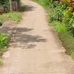 Bán 3 hectare đất sầu riêng tiêu cà điều Bình Phước 2.8 tỷ - Ảnh thu nhỏ 4