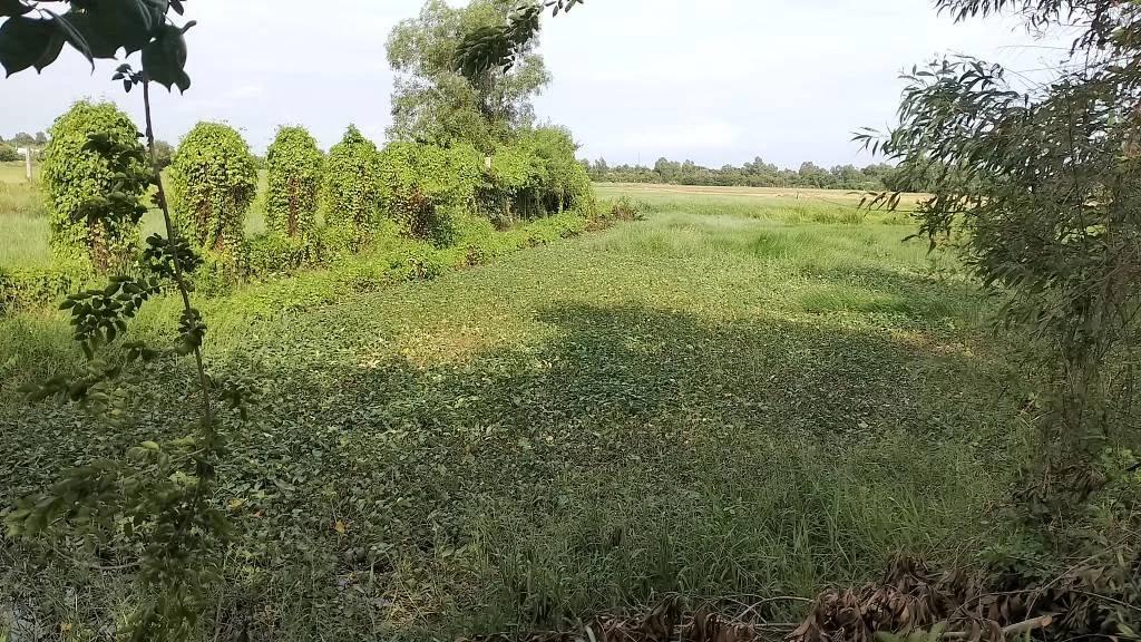 Bán đất vườn 2 công giá 5 tỷ Bình Chánh - Ảnh thu nhỏ 3