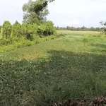 Bán đất vườn 2 công giá 5 tỷ Bình Chánh - Ảnh thu nhỏ 3