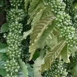 Bán đất 5ha trồng cà phê và sầu riêng Lâm Đồng 9,5 tỷ - Ảnh thu nhỏ 2