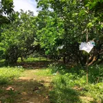 Bán vườn bưởi 1 mẫu view sông Tân Triều 29 tỷ - Ảnh thu nhỏ 3