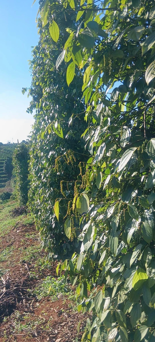 Bán đất 1 hecta Đắk Nông 1 tỷ 5 - Ảnh thu nhỏ 2
