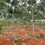 Bán đất cao su non 1.87 hecta ở Ấp 6, Bình Dương - Ảnh thu nhỏ 2