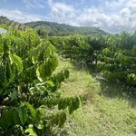 Bán vườn cà phê 1,4 hecta (14.000 m²) Phú Xuân Tân Phú Đồng Nai - Ảnh thu nhỏ 2