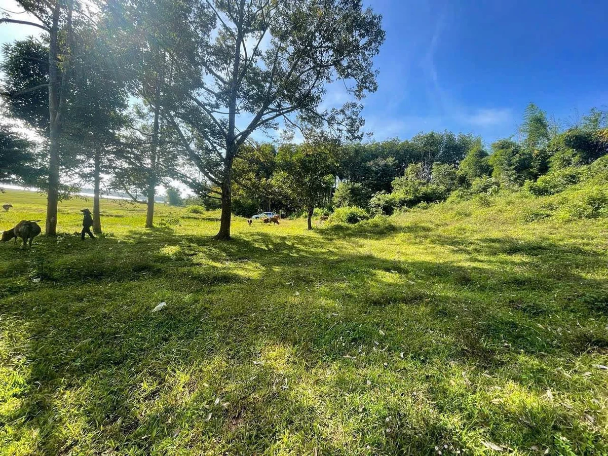 Đất view hồ Ea Nhái 4000m2 xã Cuôr Đăng - Ảnh thu nhỏ 4