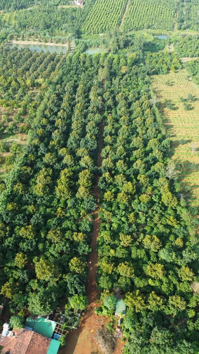 Bán 2.5 hectare đất sản xuất Tuy Đức, Lâm Đồng - Ảnh 1