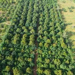 Bán 2.5 hectare đất sản xuất Tuy Đức, Lâm Đồng - Ảnh thu nhỏ 1