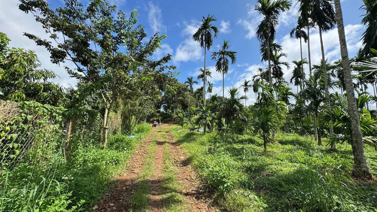 Bán đất 5000m² Trần Quý Cáp view hồ EaTam 7 tỷ 5 - Ảnh thu nhỏ 2