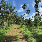Bán đất 5000m² Trần Quý Cáp view hồ EaTam 7 tỷ 5 - Ảnh thu nhỏ 2