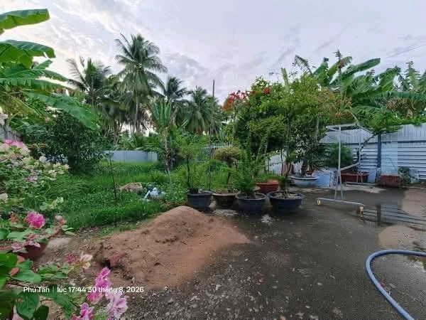 Bán đất + nhà + vườn dừa + ao 760m² Huỳnh Tấn Phát Bến Tre 3 tỷ - Ảnh thu nhỏ 2