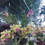 Bán đất mặt tiền Nguyễn Diêu Quy Nhơn 100m2 - Ảnh thu nhỏ 1