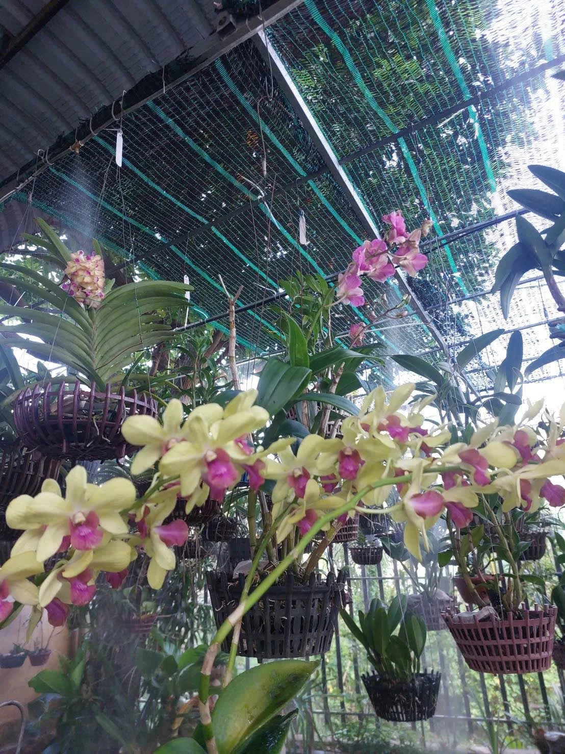 Bán đất mặt tiền Nguyễn Diêu Quy Nhơn 100m2 - Ảnh 1