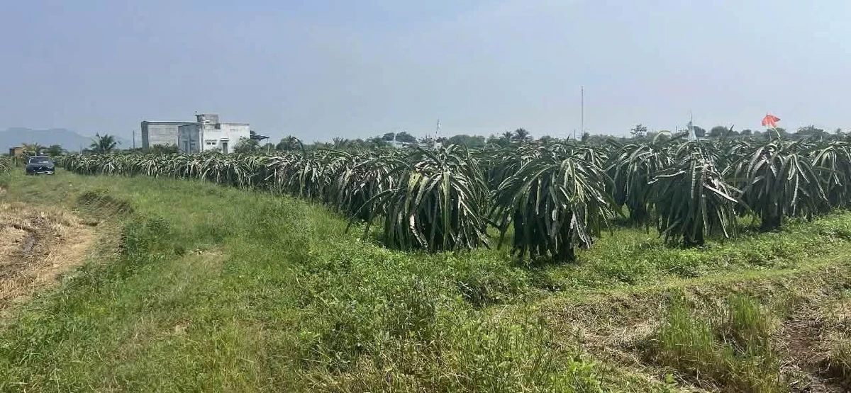 Bán đất Cần Giờ 1.8 sào mặt tiền 599 triệu - Ảnh 1