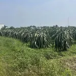 Bán đất Cần Giờ 1.8 sào mặt tiền 599 triệu - Ảnh thu nhỏ 1