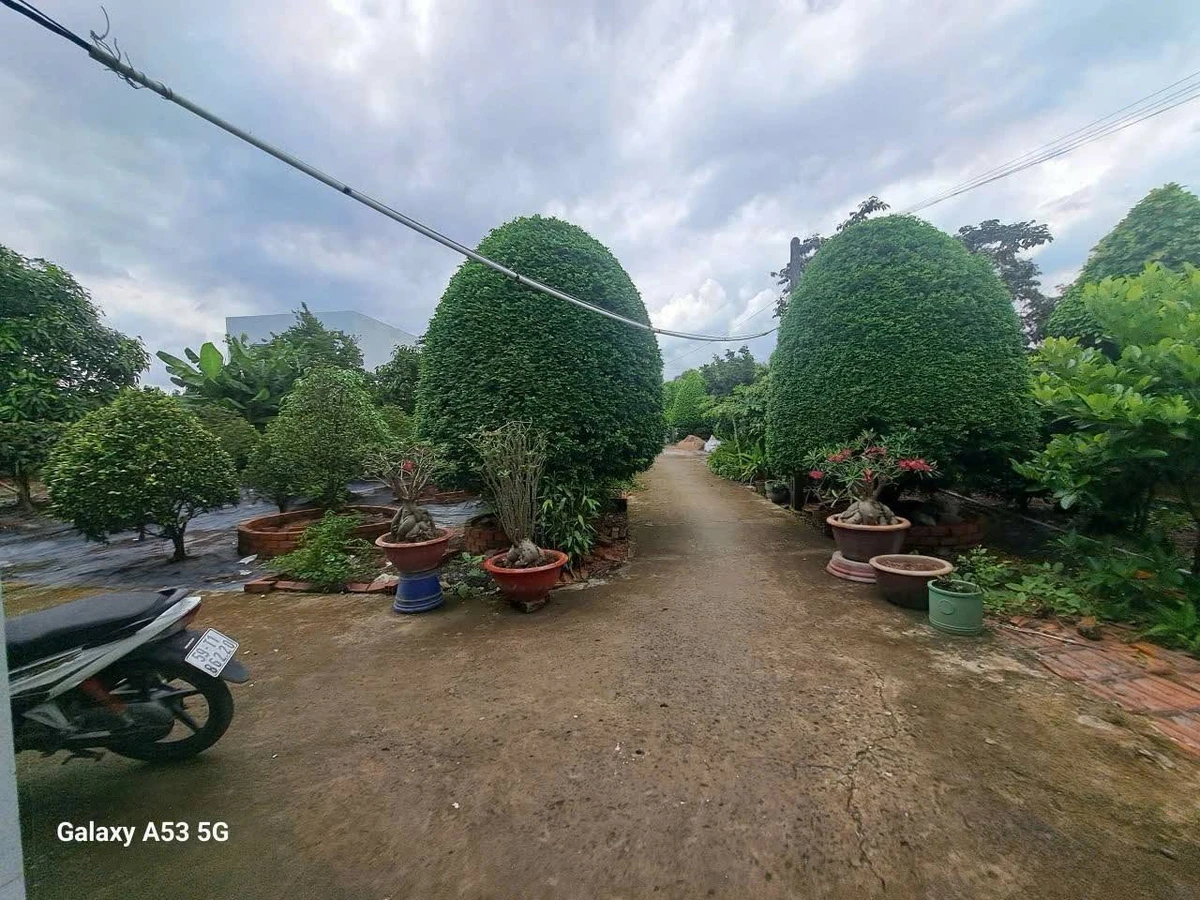 Bán nhà vườn 3550m² Phước Lâm Cần Giuộc 19,5 tỷ - Ảnh thu nhỏ 2
