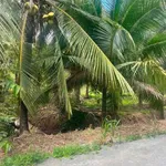 Bán 6 công đất vườn dừa Lộc Thuận Vĩnh Long, 2,7 tỷ - Ảnh thu nhỏ 4
