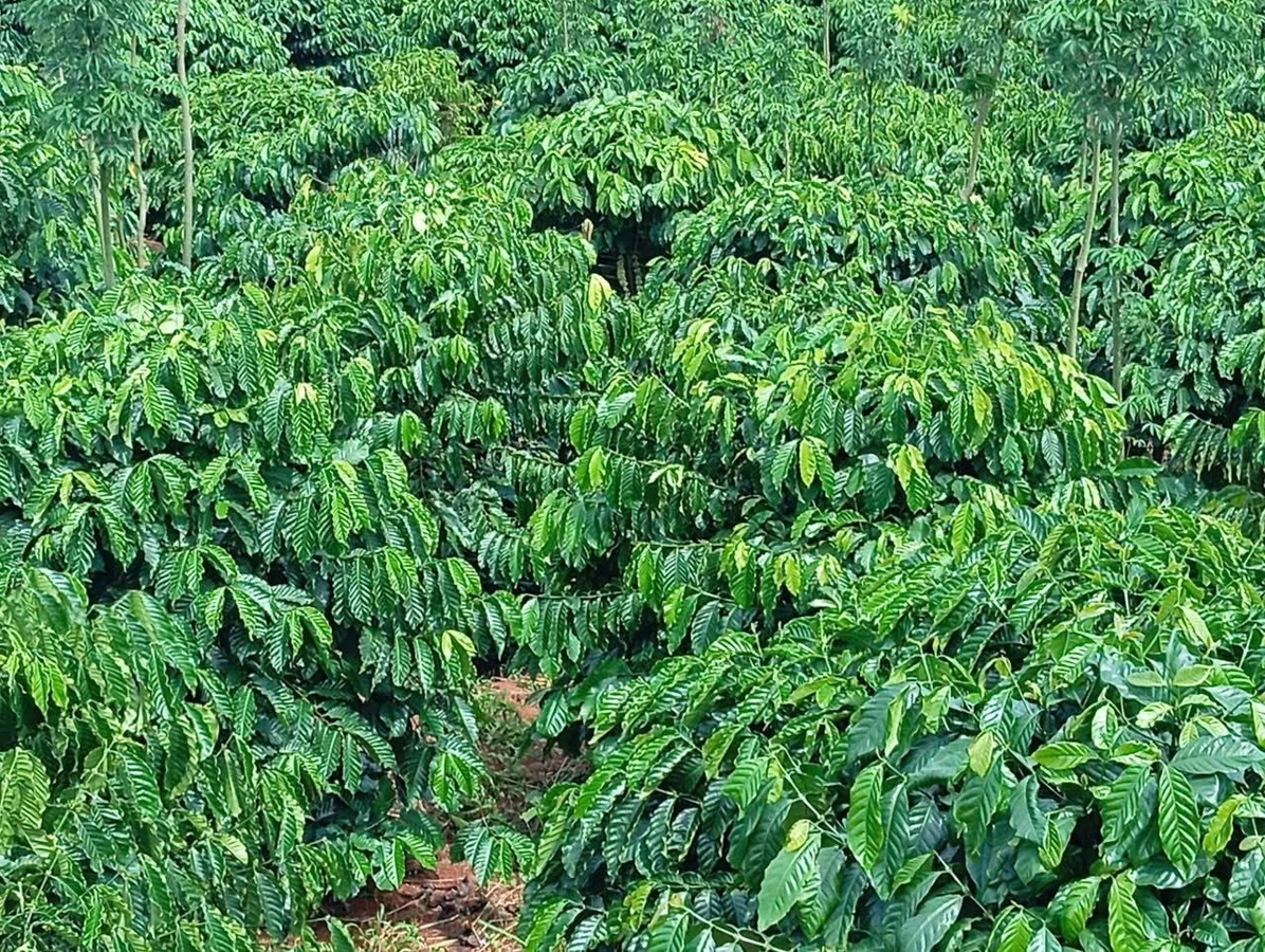 Bán đất 2ha mặt tiền Trường Xuân Tân Phú giá 3 tỷ 8 - Ảnh 1
