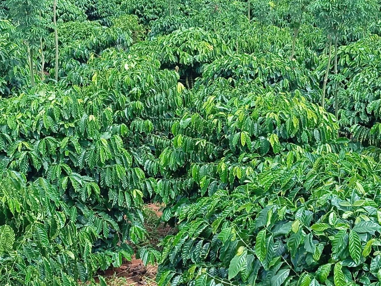 Bán đất 2ha mặt tiền Trường Xuân Tân Phú giá 3 tỷ 8 - Ảnh 1