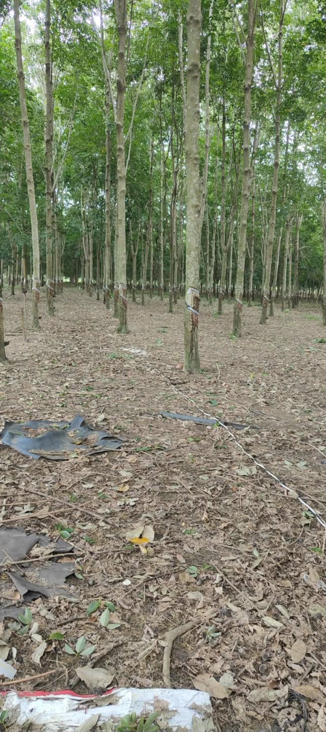 Bán 2 hectare đất cao su Nha Bích Chơn Thành tặng nhà