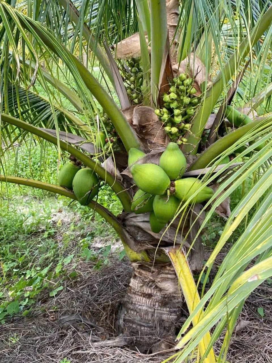 Bán đất vườn 1,2 mẫu (7,6 sào) 1 tỷ 4 Bình Chánh - Ảnh thu nhỏ 2
