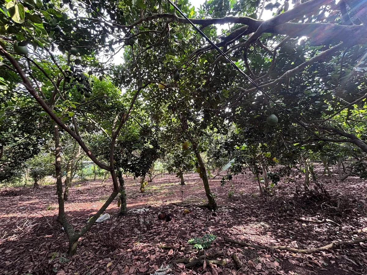 Bán đất trồng chôm chôm 500m² Long Khánh, Đồng Nai - Ảnh 1