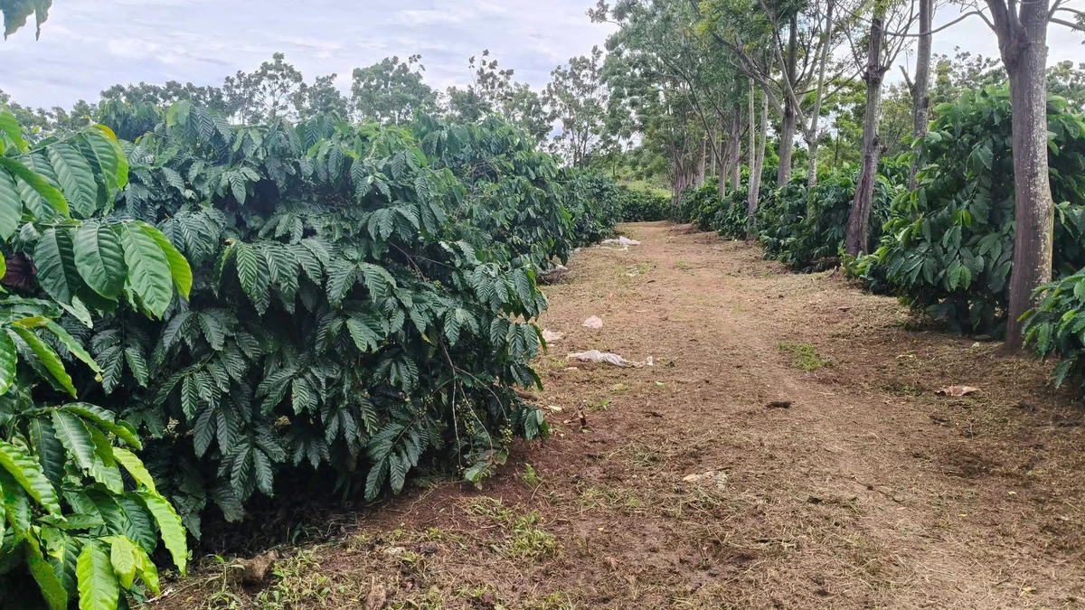Bán lô đất cà phê 7 ha tại Gia Lai, sổ sách pháp lý đầy đủ - Ảnh 1