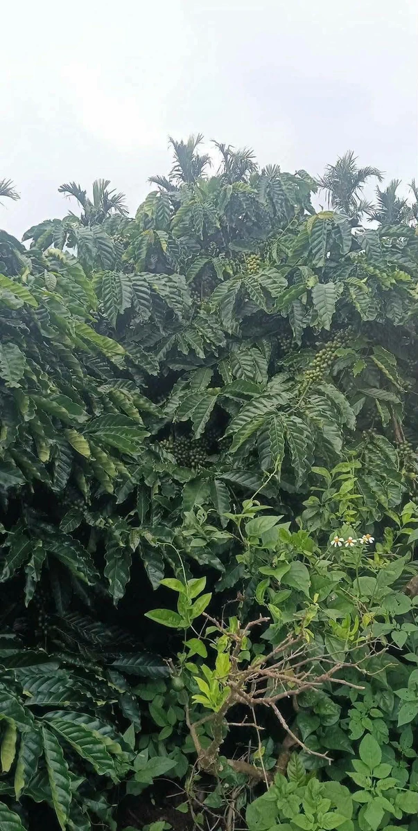 Bán đất 1ha 8 phun cà phê Ea Tân, Đắk Lắk - Ảnh 1