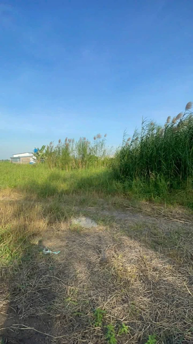 Bán đất lúa lộ ô tô Long Xuyên 2250m2, 1,1 tỷ - Ảnh thu nhỏ 4