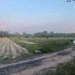 Bán đất CLN 1.000 m² Tân Biên Tây Ninh 250 triệu - Ảnh thu nhỏ 2