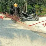 Bán vườn bưởi sầu riêng 5.339m² Nhuận Phú Tân Vĩnh Long - Ảnh thu nhỏ 1