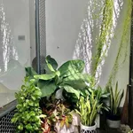 Bán nhà 1T1L 90.6m2 Tôn Đức Thắng Lâm Đồng - Ảnh thu nhỏ 5