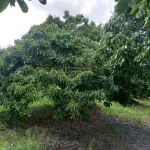 Bán đất tại Tân Hội, Vĩnh Long 3,5 tỷ, 2849m2, có 100m2 đất ở, view đẹp, chính chủ - Ảnh thu nhỏ 17