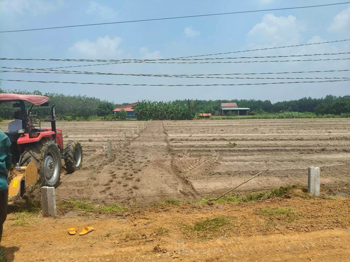 Bán đất nền Thạnh Bình 300m² 129 triệu - Ảnh thu nhỏ 2