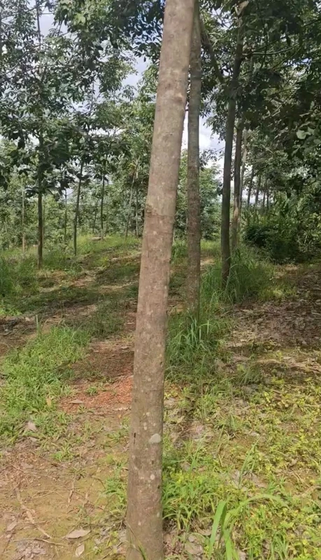 Bán 2.5 hectare cao su Phú Riềng, Bình Phước, 1 tỷ/ha